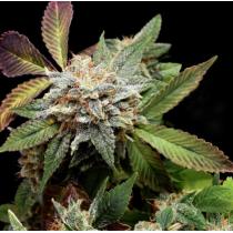 Anubis x Sunset Sherbet (x5)